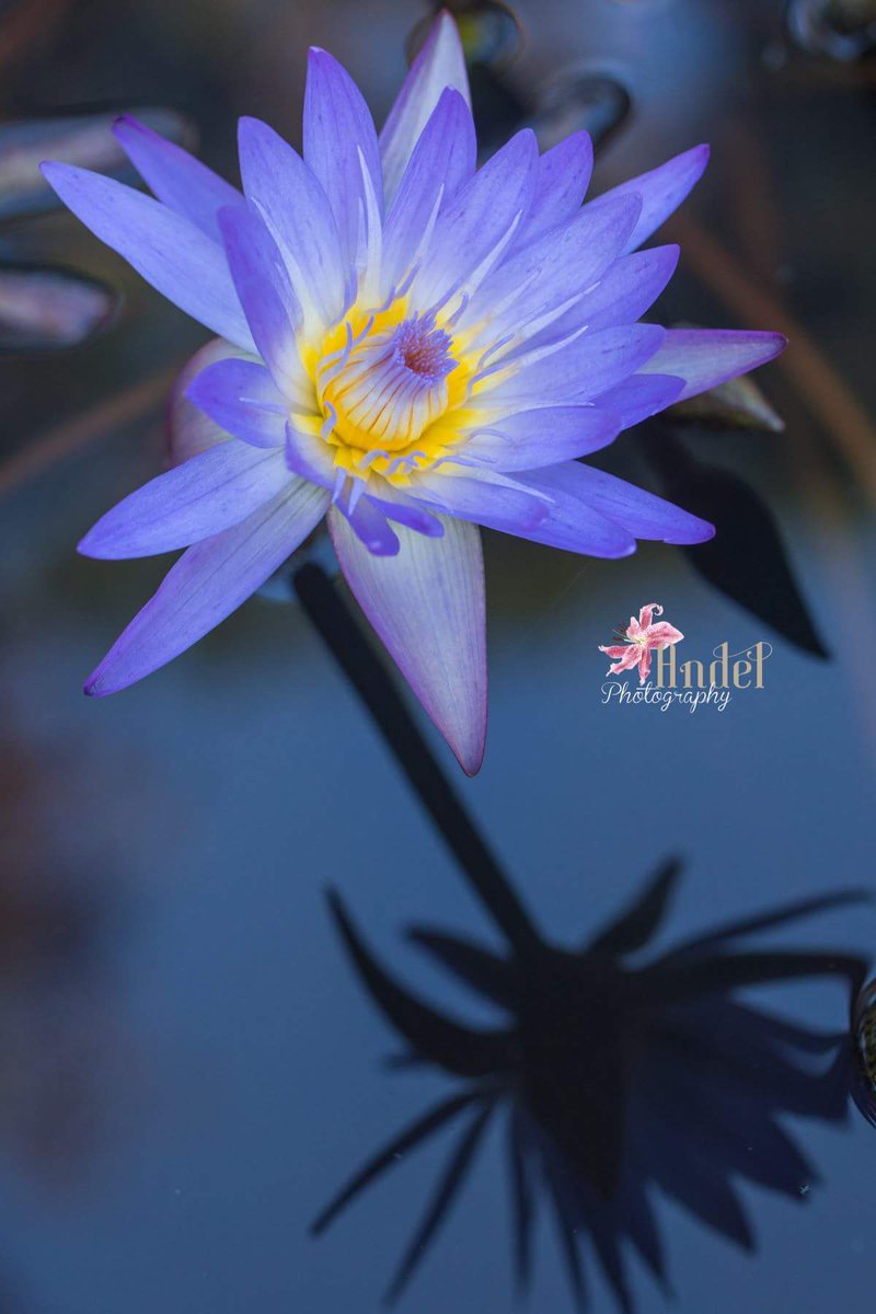 maxjewel's tweet photo. My ribbon winning photo & Honorable mention at #FOF25 https://t.co/O1vYCaZRg9