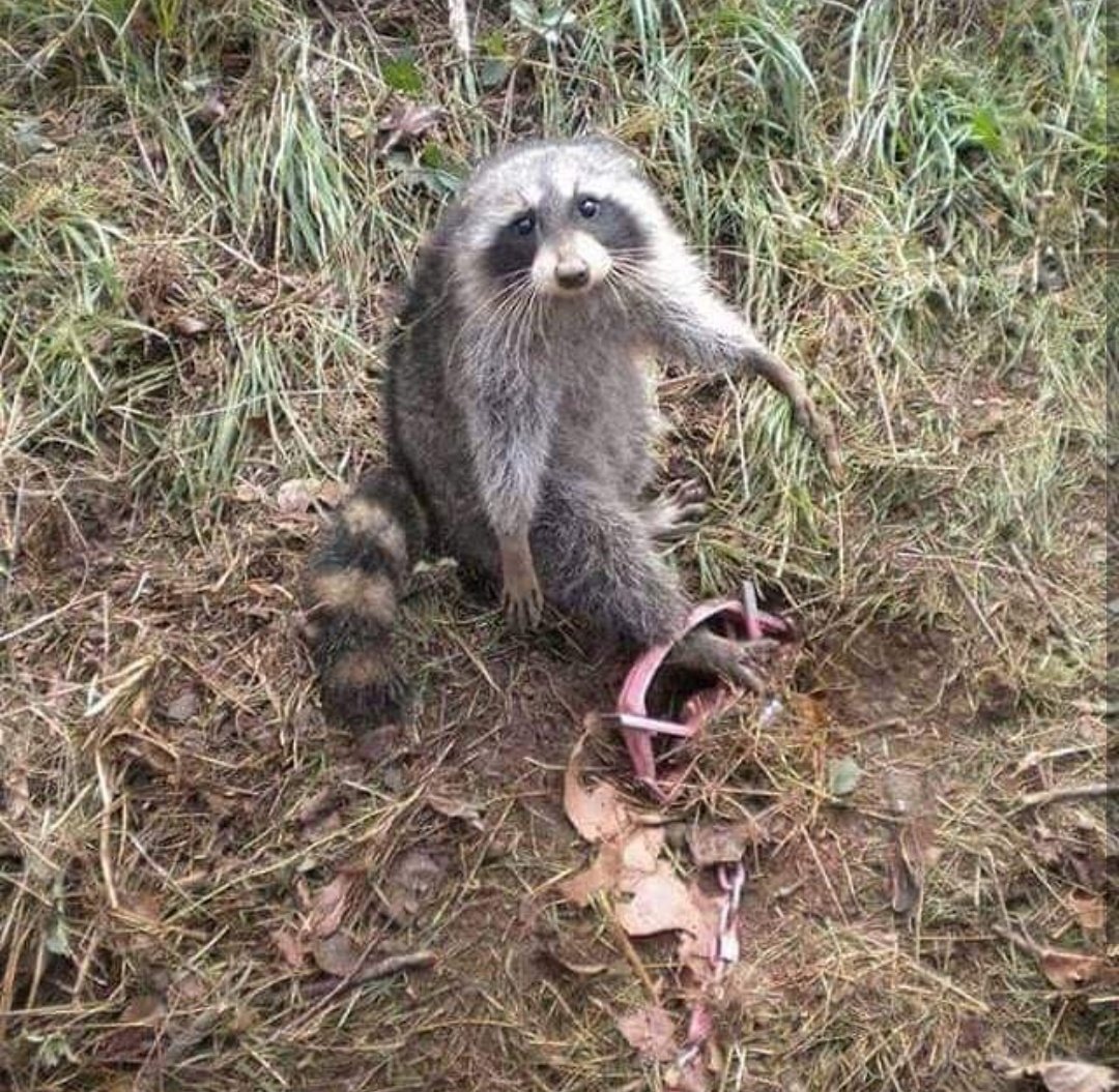 "Somos la especie en peligro de extinguirlo todo"