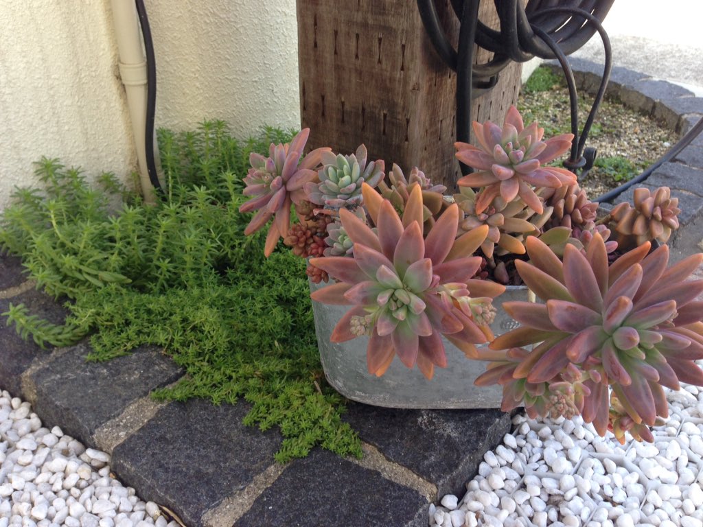 Myガーデン בטוויטר 寒さが苦手な多肉植物も元気を取り戻してきました 春はもうそこまで来てきますね 天然素材でオシャレなお庭を作りませんか Myガーデン 名古屋 千種区 庭 外構 外壁 ウッドデッキ ウッドフェンス カーポート グランドカバー 人工芝 Myガーデン בטוויטר 寒さが苦手な多肉植物も元気を取り戻してきました 春はもうそこまで来てきますね 天然素材でオシャレなお庭を作りませんか Myガーデン 名古屋 千種区 庭 外構 外壁 ウッドデッキ ウッドフェンス カーポート グランドカバー 人工芝
