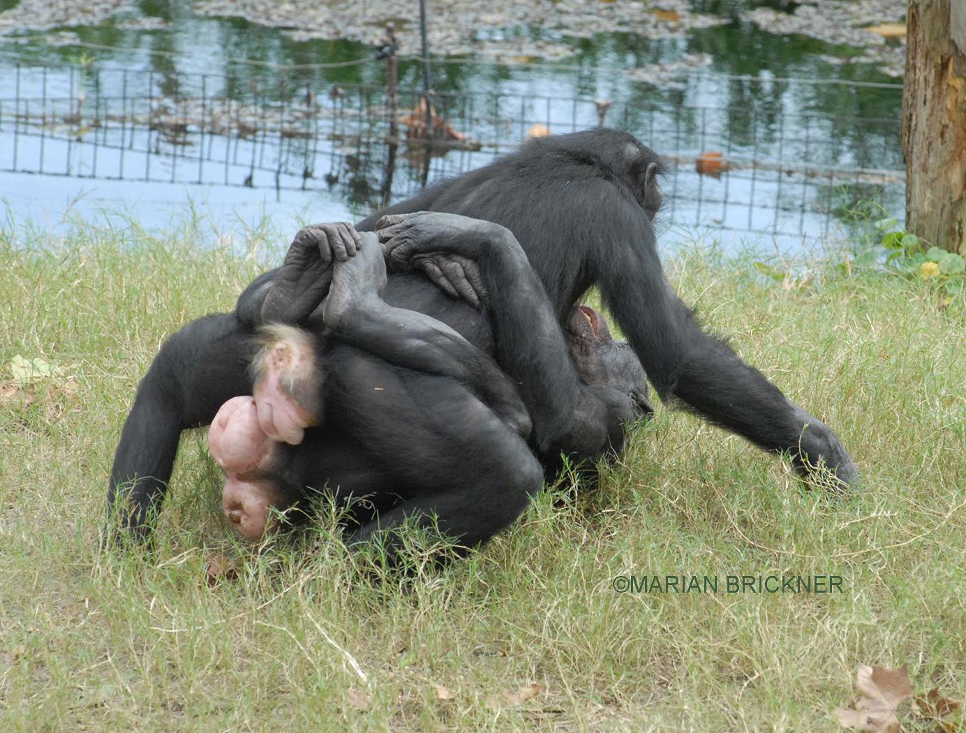 StarTalk on Twitter: "Now, back to bonobos -bow chicka bow w