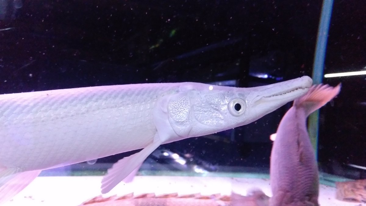 アクアショップしなの お手本 沼 アクアショップしなの 熱帯魚 ガーパイク アクアショップしなの お手本 沼 アクアショップしなの 熱帯魚 ガーパイク
