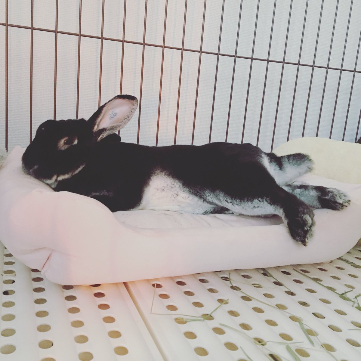 ট ইট র うさぎドロップキック低空式 アンニュイマダムなモモタス オス ウサギ うさぎ ミニウサギ ミニレッキス ペット モモタス Rabbit Rabbitstagram Bunny Minirex Cutepetclub