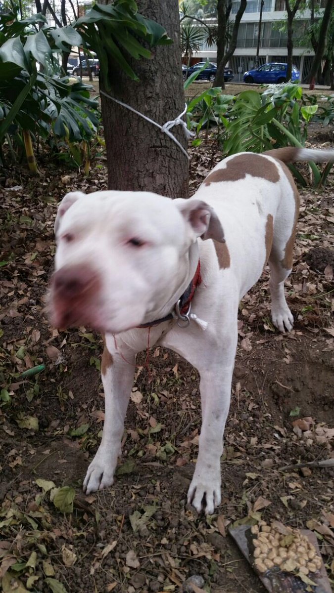 #AdoptaNoCompres 🐶 perrito busca familia que no lo abandone. Se lleva bien con otros perros y con la gente. Nos ayudas con RT para que muchos lo vean? Info conmigo gracias 🙏🏻🐶 <a href="/EdySmol/">💭EDYSMOL</a>