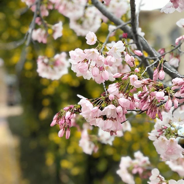 VibranceMediSpa's tweet photo. Sure didn’t feel like Spring this morning, but later in the afternoon the sun peeked out, reminding me of what a beautiful town we live in. .
.
.
.
.
.
.
.
#auburnca #placercounty #northerncalifornia #vibrancemedicalspa #coolsculpting #microbladingeyebrows #hydrafacialmd #bi… https://t.co/xBz1gf1cx0