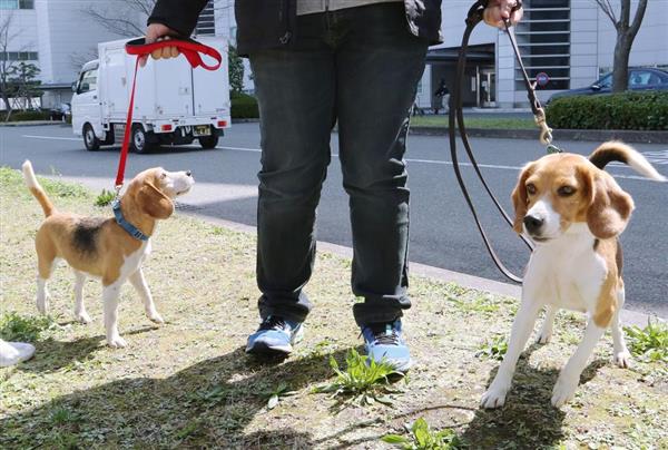 SankeiNews_WEST's tweet photo. ここ掘れ！ ワンワン！　強毒 #ヒアリ 見つけたら「お座り」　噂の探知犬、#台湾 から初上陸 - 産経ニュース https://t.co/fvjTFSlHPI @SankeiNews_WESTさんから #イヌ #犬好き #福岡 https://t.co/YoTtFDnXJC