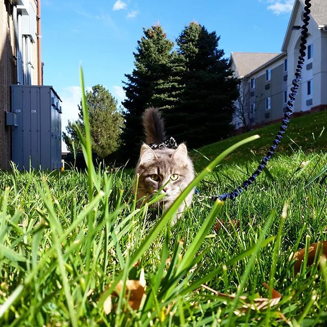 KitsuneSFC's tweet photo. TBT to adventures in Denver fall 2016
.
.
.
.
.
#denver #adventurecat #epicadventurecat #epicadventure #explore #greatoutdoors #catonleash #coloradountamed #siberiancat #epiccatchronicles #hiking #siberian #epiccat #catsofworld #catastic #awesome #grass … https://t.co/2ZvZZdr4mO https://t.co/6M3OKLtNhB