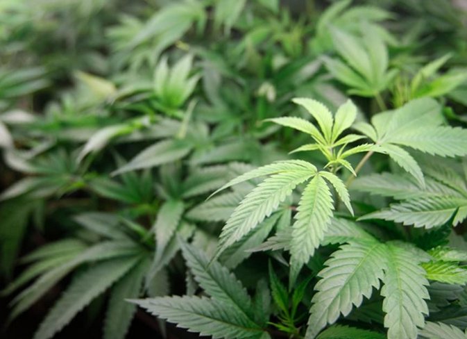 cannabisattys's tweet photo. Voters In Illinois' Cook County Approve Marijuana Legalization Ballot Measure
https://t.co/sGjdC6INcD
.
.
.
.
.
#cannabis #legalizations #news #attorney #leaf #change #StatesRights #Updates https://t.co/cH9OzfyfTj