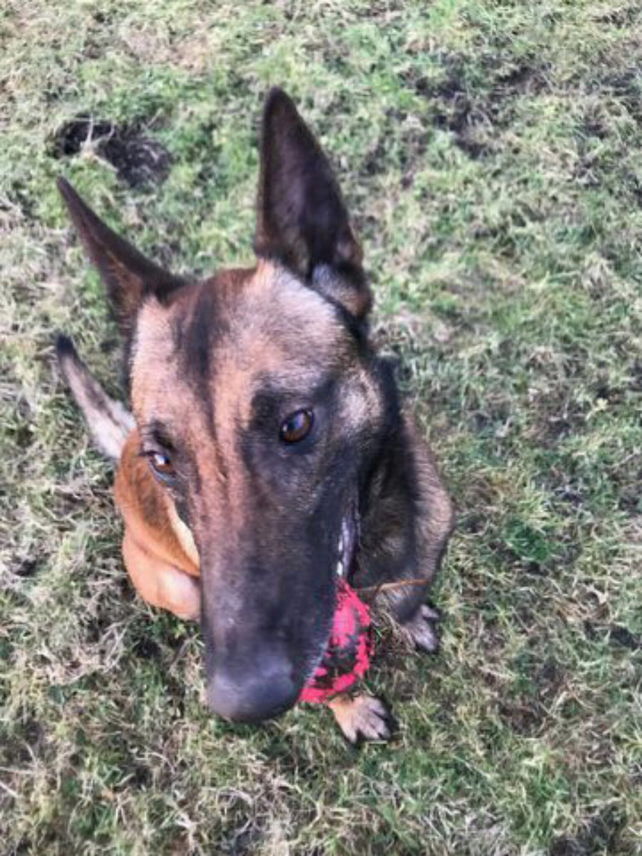 LancsPolDogUnit's tweet photo. Vehicle abandoned and located a short time later after a spate of crimes and a vehicle pursuit. Offender had fled but PD Rhyker and handlers persistence paid off PD Rhyker located a suspect hiding in a garden. #team3dogs #team3tacops #team3IR https://t.co/Stc21lREWq