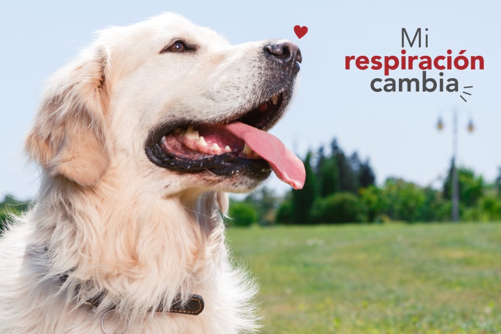 mimascotayyomx's tweet photo. #SabíasQue Un perro acalorado o agitado puede tomar de 300 a 400 respiraciones, en comparación con las 30 a 40 normales en reposo. #FactPerruno https://t.co/eUdBWNbN6F