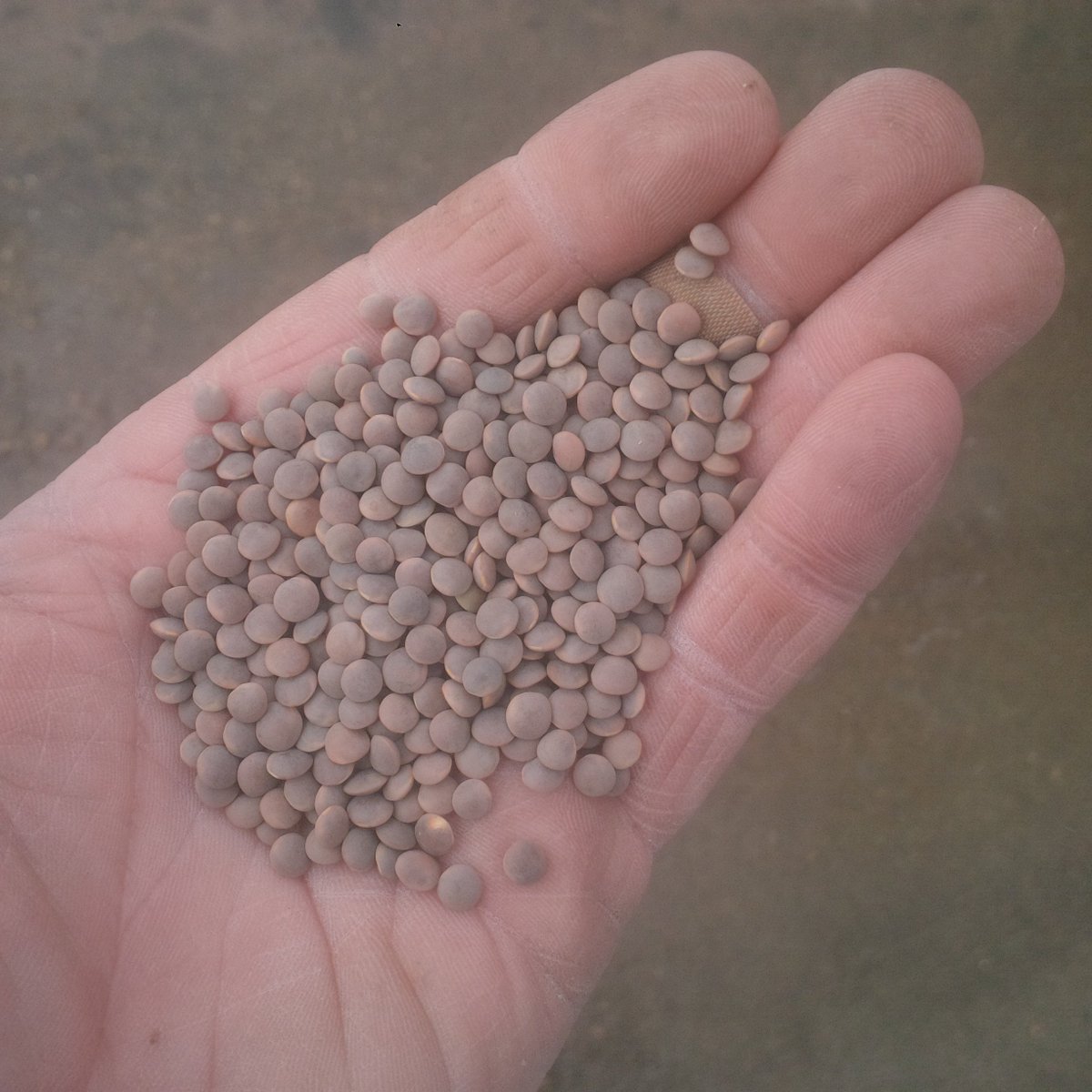 WiensSeedFarm's tweet photo. Just finished cleaning #CDCProclaim small red #Lentils. Certified seed available for #Plant18. https://t.co/WEHEbaoi6X