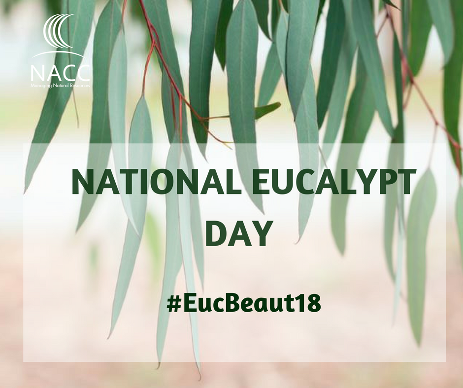 NACC_NRM's tweet photo. Today is the day! Show the Eucalypt some love 💚💚💚#EucBeaut18 #NationalEucalyptDay https://t.co/Jal6r2p1Iw