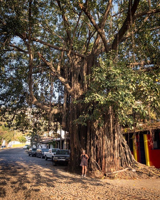 iTimBracken's tweet photo. Big Ass Tree. P.V.
#puertovallarta
#mexico
#emilianozapata
#tree
#bigasstree
#cobblestone
#wandering https://t.co/e7Yhf019y3 https://t.co/KmrfRkgiBs