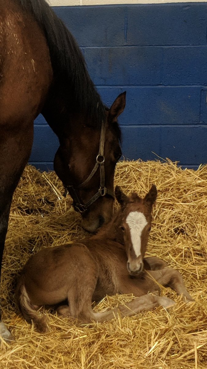 Must be touching the foal at all times 😂😍 #dotingmother 

#Gleneagles #BlueGeranium