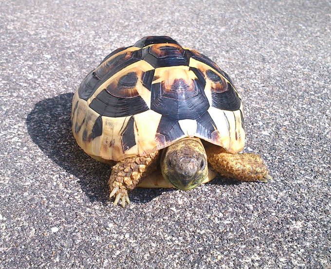 日光浴させてみたけどまだ寒いから5分で帰宅。 
