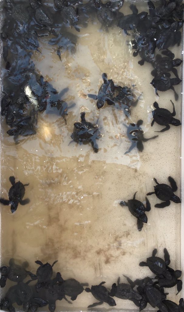 inckamalpreet's tweet image. Hard work pays in beautiful ways.#VersovaBeach has most beautiful #OliveRidleyTurtles babies coz of ur efforts,  @AfrozShah1.