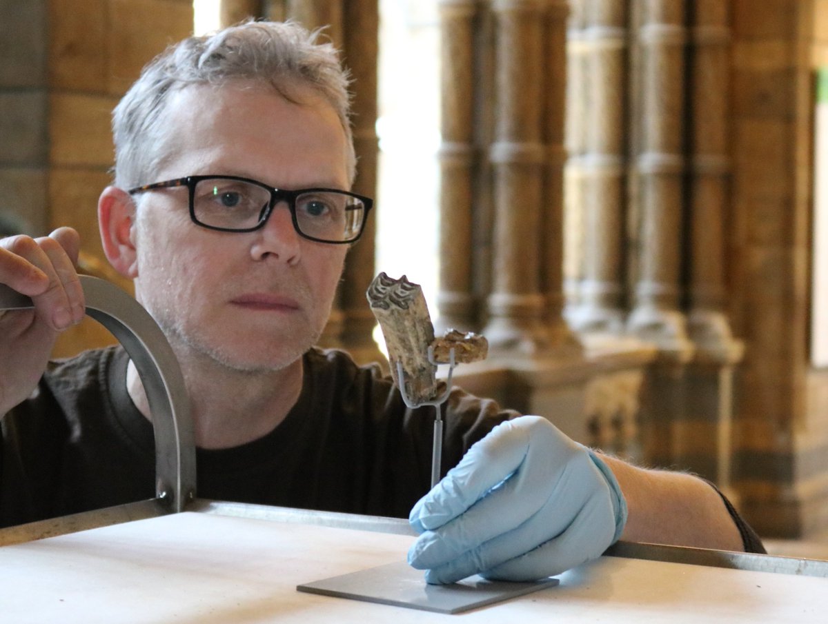 NHM Fossil Mammals (@nhmfossilmammal) on Twitter photo Fossils collected by Charles Darwin going back on display after being 3D scanned. <a href="/NHM_Digitise/">Digitising the NHM</a> #FossilFriday Mount maker Darren Dickson checks they are snug in their display mounts. Fossils collected by Charles Darwin going back on display after being 3D scanned. <a href="/NHM_Digitise/">Digitising the NHM</a> #FossilFriday Mount maker Darren Dickson checks they are snug in their display mounts.