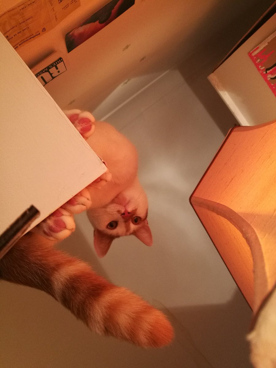 MeufsdeSevres's tweet photo. Perception. #Cat #upsidedown https://t.co/YRn5briwHF