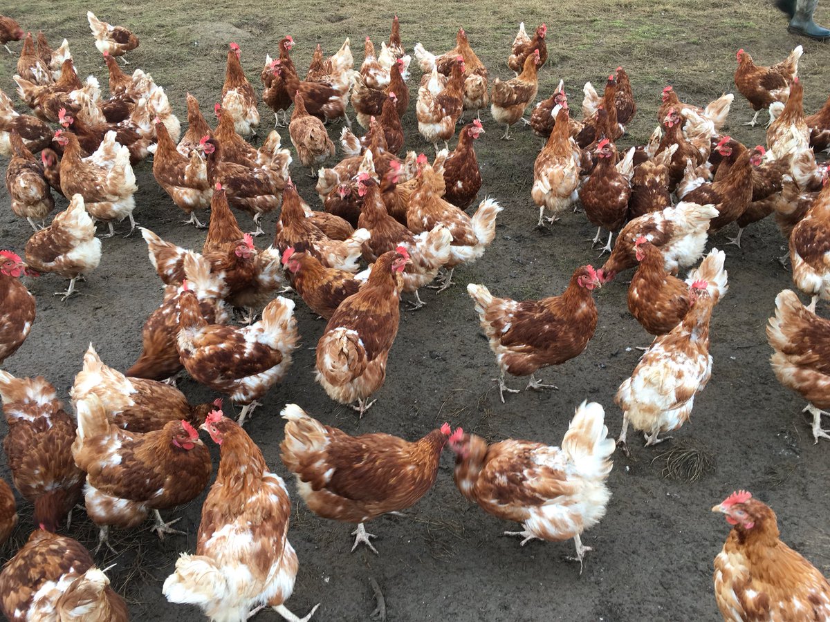 Down with the @bbcoxford family of the week running the #GoatRace (#BoatRace2018) and meeting their free range chucks.  Oxford (Snowflake) won by a length - fingers crossed the real dark blues follow her lead! <a href="/BBCOxford/">BBC Oxfordshire</a>