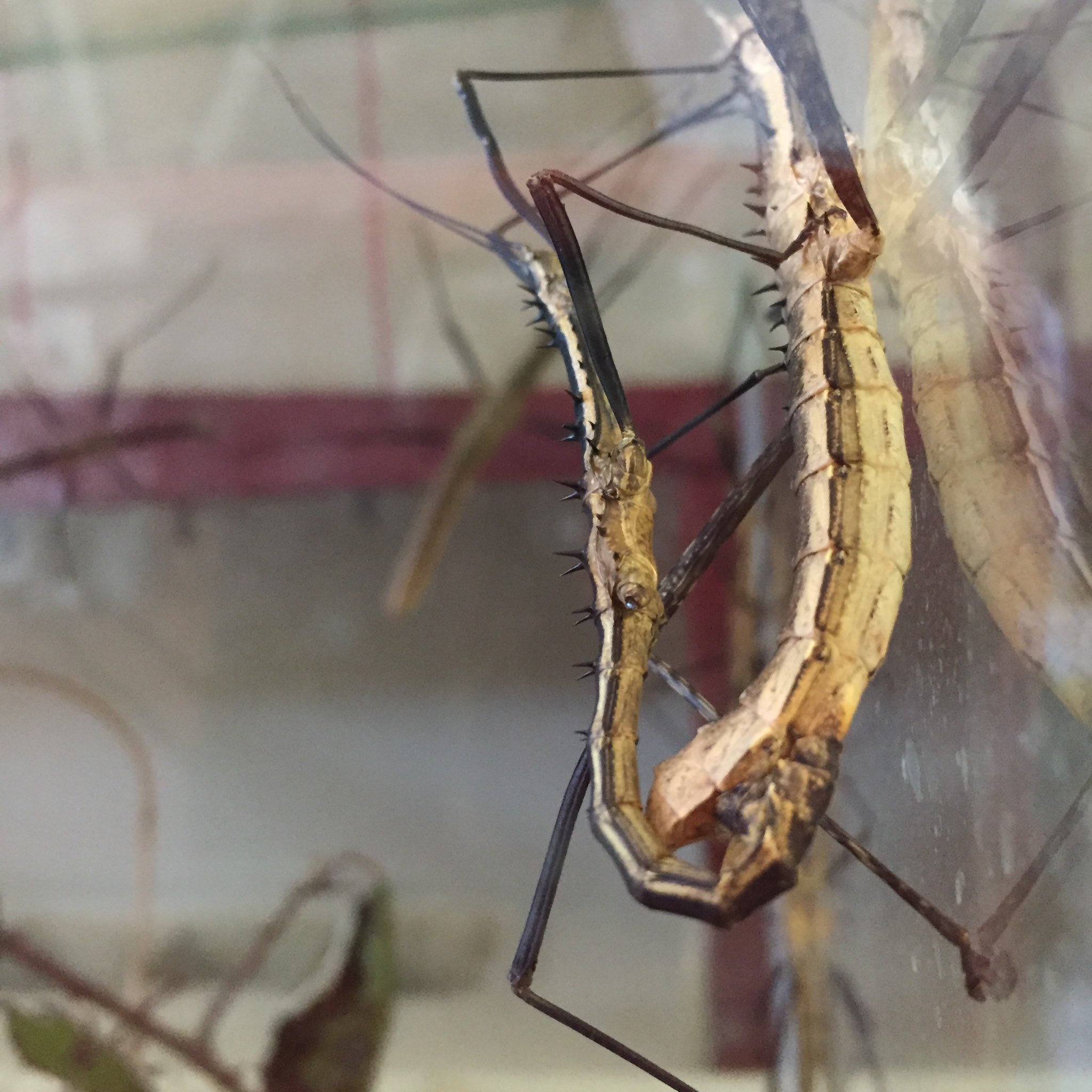 Bioscope on X: Stick insect porn @bioscopelab enjoy your week-end 🙃  @UNIGEnews @Hopitaux_unige t.co8T7XCog1rC  X