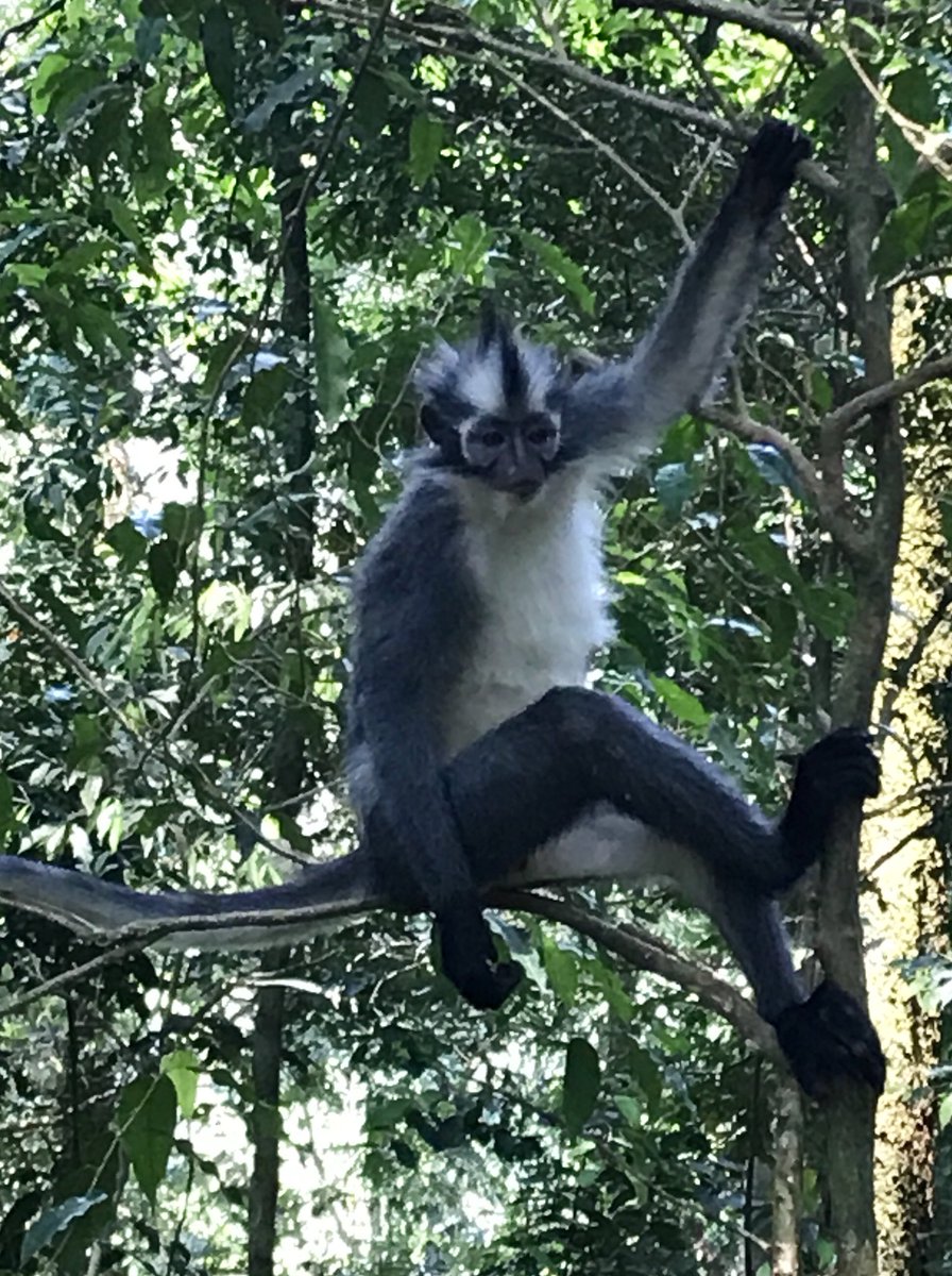 JanetWuNews's tweet photo. With their mohawk hairstyles, Thomas Leaf monkeys are the “hipsters” of the Sumatra jungle. #NoTrumpZone #OffTheGrid https://t.co/FjVoOnsWyC