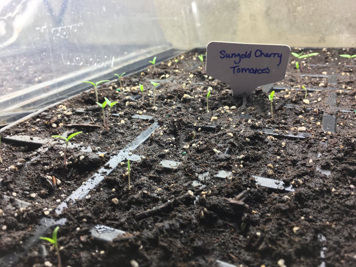 MBerryFarms's tweet photo. Good morning! We are so excited about this years growing season we thought to share some progress pics of what’s to come this year on the farm! Hope you all have a fabulous day! https://t.co/yBqhZw1S2B