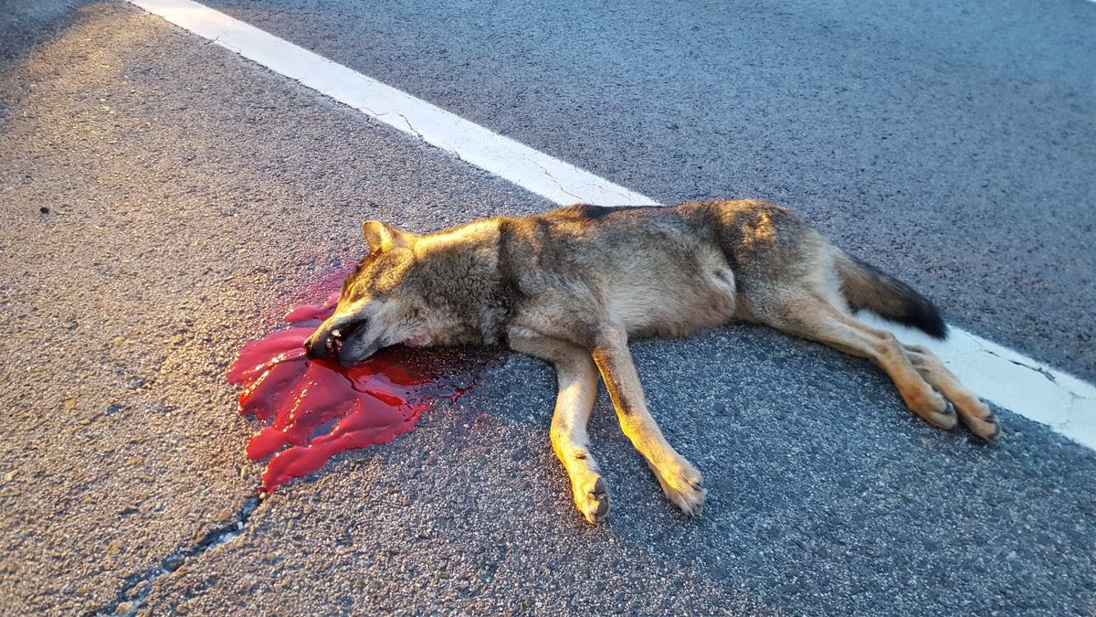 juralde's tweet photo. Me llega  esta información: esta mañana otro lobo muerto en la carretera A-1 en Somosierra. Hemos denunciado en el Congreso este punto de atropello de lobos y reclamado soluciones. Pero sin que las administraciones escuchen. ¿Hasta cuando? #lobovivo https://t.co/RnunSHbr7w