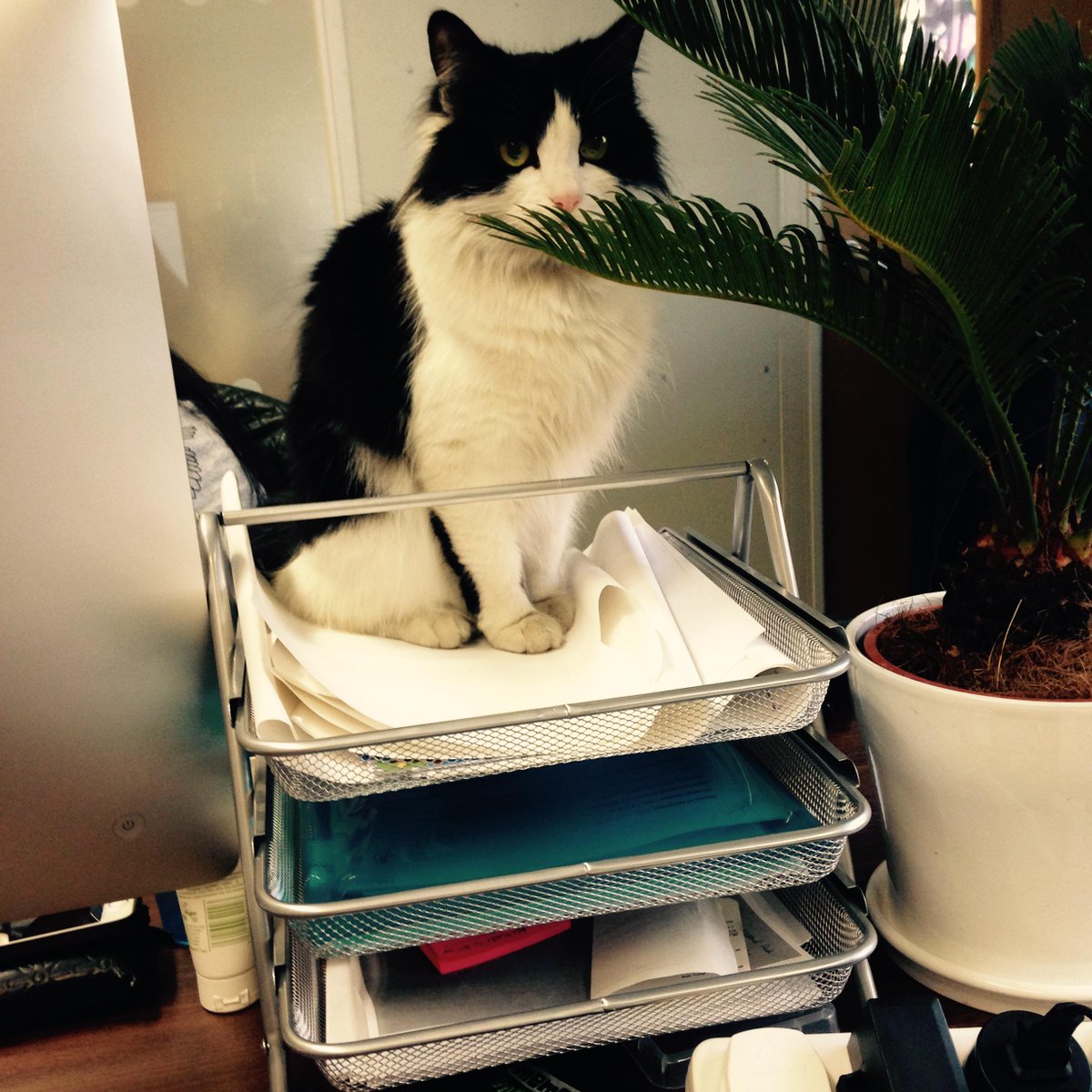 Princess, <a href="/IWStartupCat/">StartUp Cat</a>, wishes everyone a great weekend! #FridayFeeling #catprincess #princesscat #startupcat