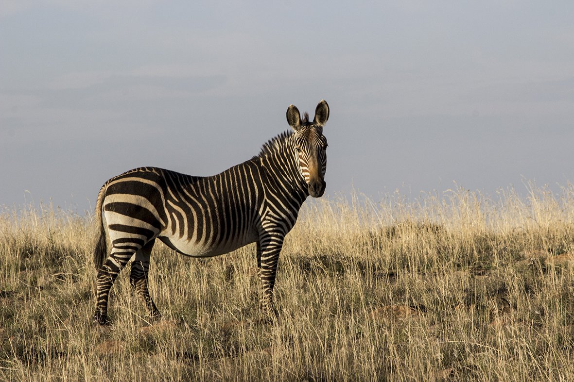 True to its name, we spot zebra in Cradock during our game drive in the Mountain Zebra National Park. <a href="/MountainZebraNP/">Mountain Zebra</a> #karoofoodtours #karooheartland