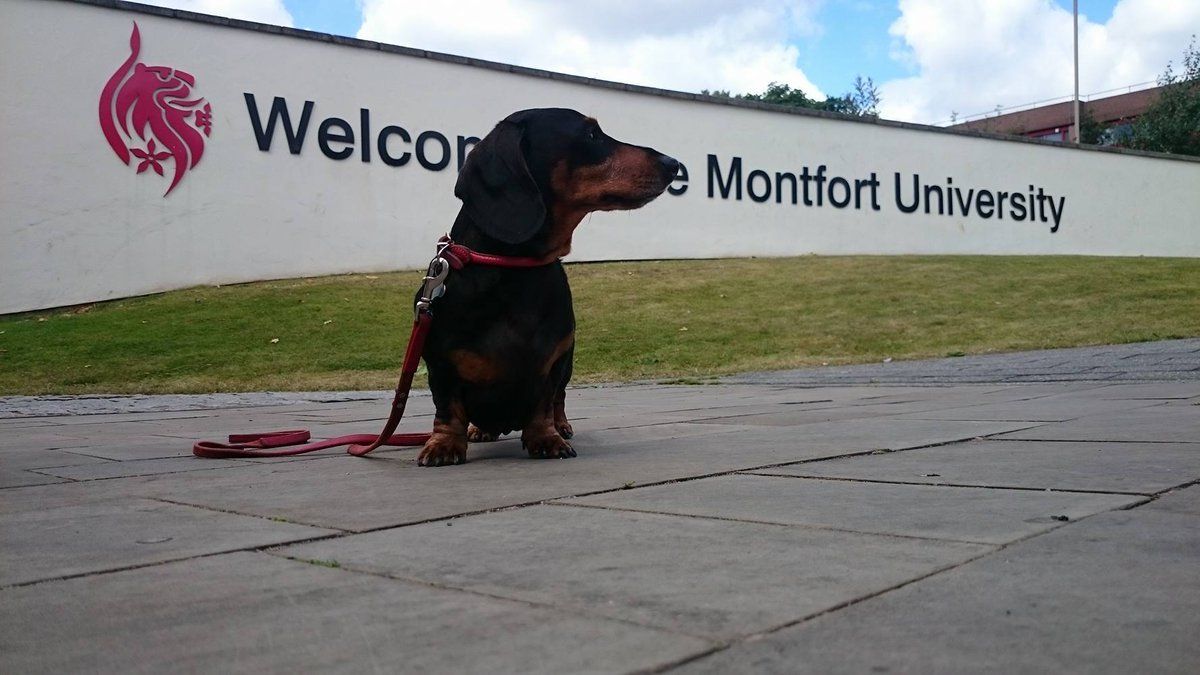 dmuleicester's tweet photo. We just had to. It's #NationalPuppyDay so we're sharing pictures of a few of our favourite puppy pics taken on the DMU campus. Share yours with us! 🐶😀 https://t.co/NQgr97rNdq