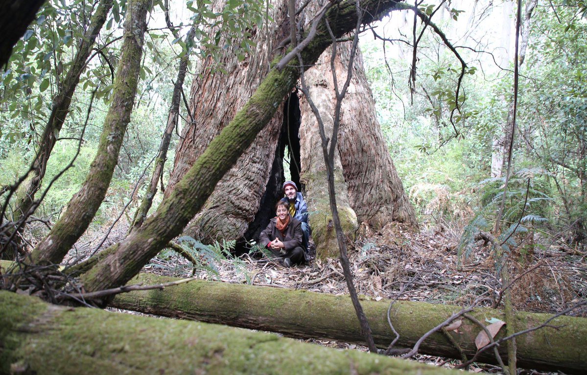 NotLaoTzu's tweet photo. Gday @LilyDAmbrosioMP
No tweet to celebrate #NationalEucalyptDay?
How about this #EucBeaut18, the poor thing has seen a lot of change this year at #BarjargFlat, as you can see
Pls listen to your FFG Scientific Advisory Committee re ICO
#RFAfail #NoWayRFA #RFA #springst #auspol https://t.co/1swhxvSn7D