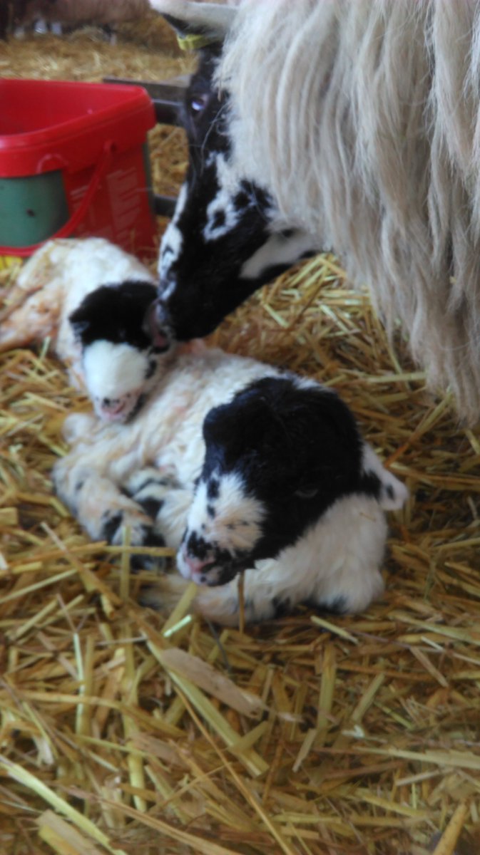prologisuk's tweet photo. It's twins! These are the first rough fell lambs to be born at #Lilbourne Meadows - the 193 acre nature reserve @wildlifebcn is creating & managing for @Prologis as part of its #DIRFT #Development. #Lambing18 @BBCCountryfile https://t.co/D1r1amEkoO