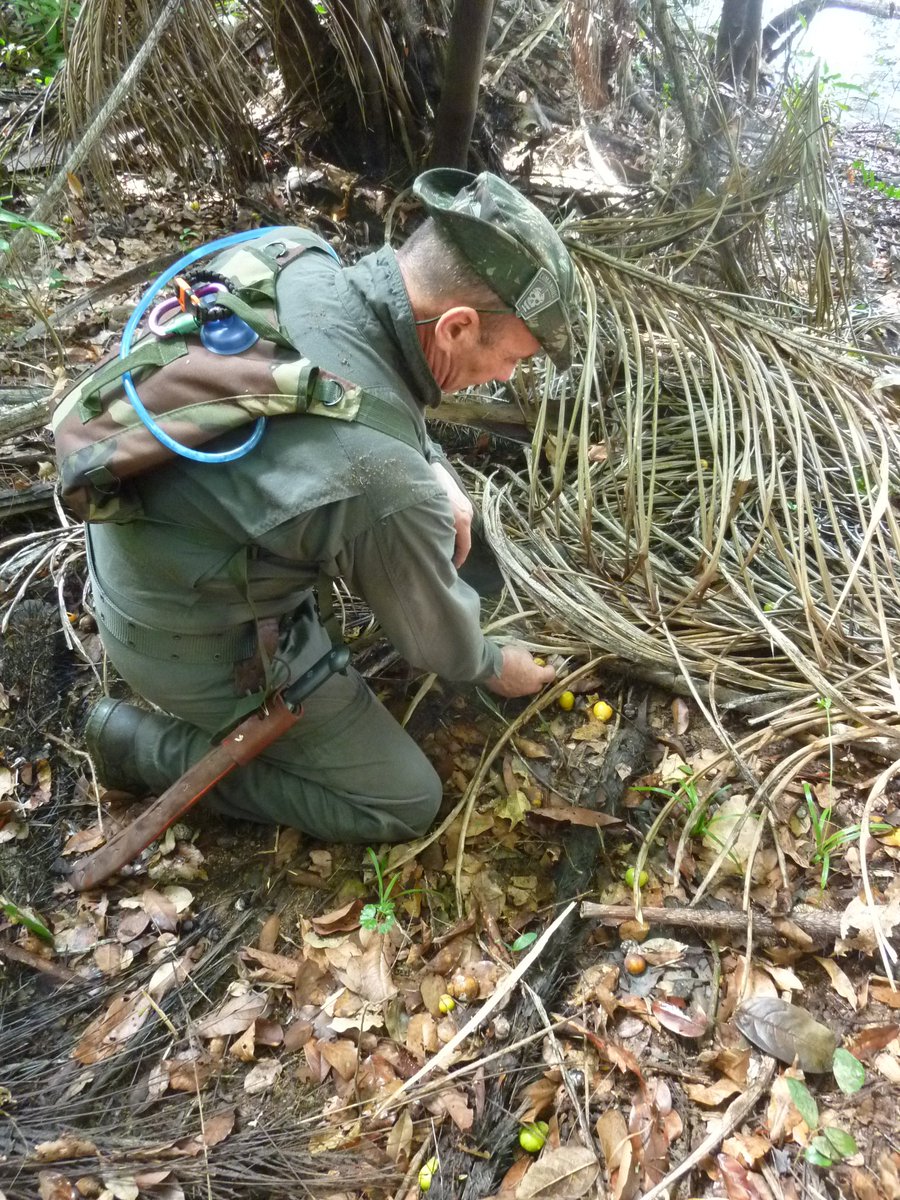 Preparando nuestro curso de selva 2018 . En el amazonas brasileño... No te lo pierdas!!!!!!