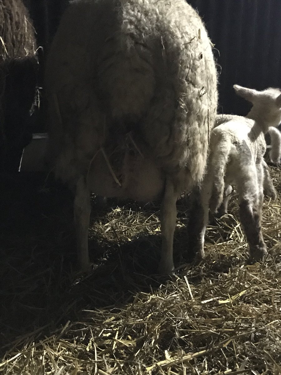 Those lambs should do alright on her. #savethebesttilllast