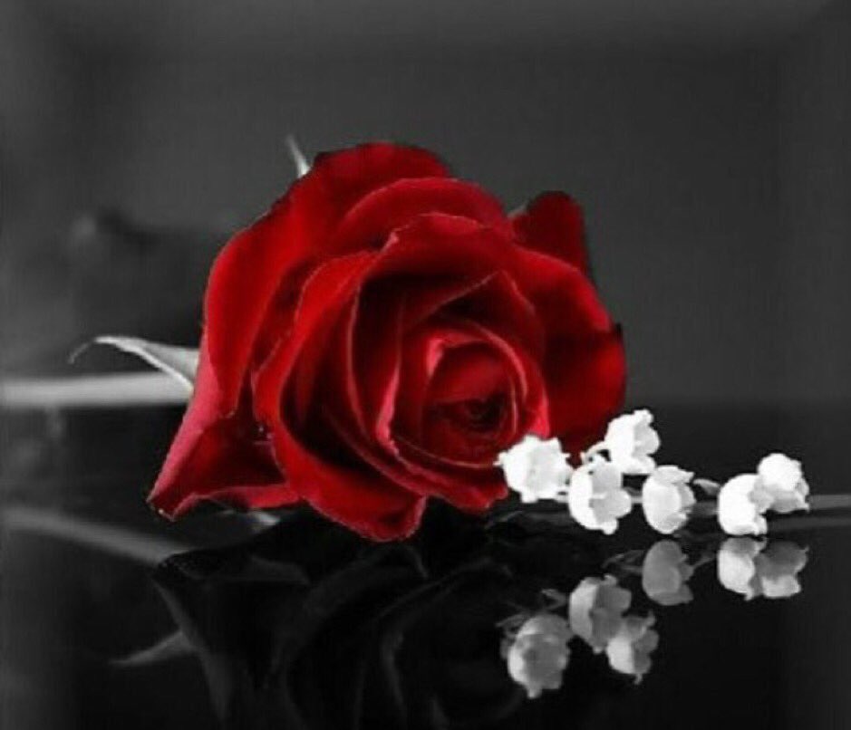 BCCB__'s tweet photo. يـا بايع ورد  ﺎلمحبه والأشواق 
عطني من الجوري وكـادي  وفله
.
حتى صباحي  يلـيق بكل الأذواق
ليا قـلت صباح الـورد محد يمله🌹 https://t.co/H7wkdocyyE