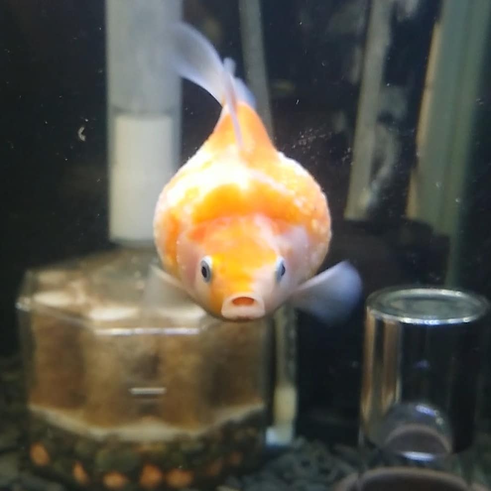 Morb Auf Twitter キメ顔 後ろで転がってるお尻達がかわゆい ゝ 混泳水槽に入れたら追尾無双してたのでお引っ越し 追星出てたしね ちょうちんパール サノス君 金魚 ピンポンパール Sakuraさらさ Morb Auf Twitter キメ顔 後ろで転がってるお尻達がかわゆい ゝ 混泳水槽に入れたら追尾無双してたのでお引っ越し 追星出てたしね ちょうちんパール サノス君 金魚 ピンポンパール Sakuraさらさ