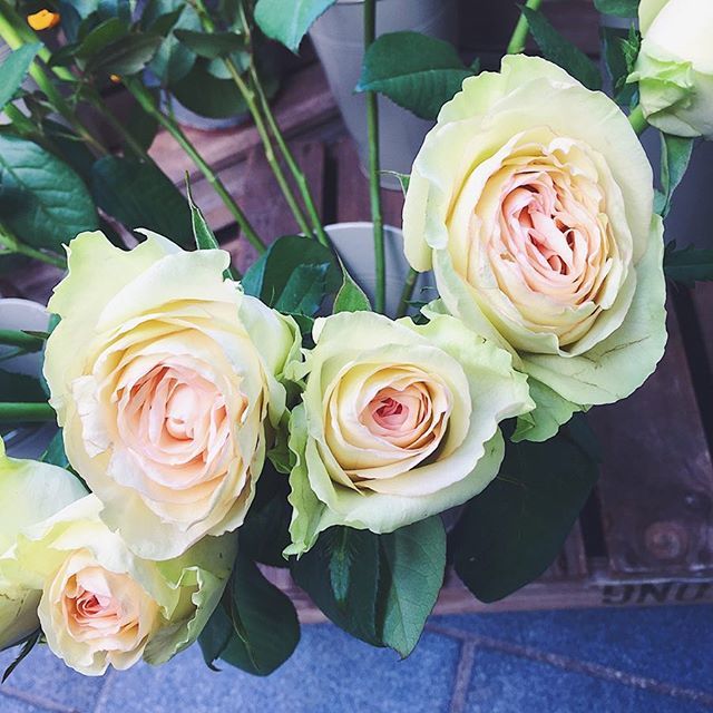mywildbouquet's tweet photo. So beautiful✨ Happy Friday! .
.
.
#rose #rosa #palerose #rosapastel #pinkrose #rosarosa #softrose #perfection #flowerdesign #londonflorist #londonflowers #floristry #wildflowers #roses #rosas #floressilvestres #mywildbouquet #viernes #friday #fridaymood https://t.co/BX4jhB0JA1 https://t.co/1lgLQW8zL2