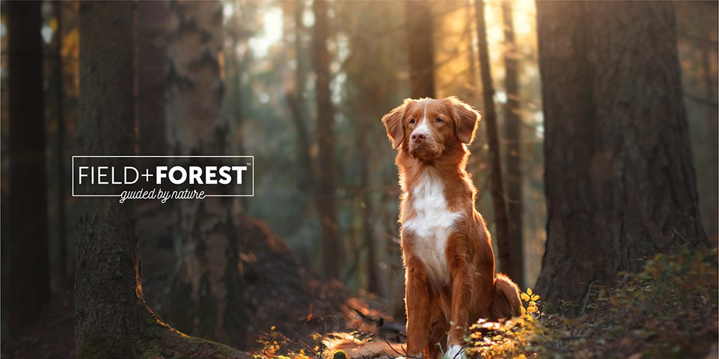 I've teamed up with the lovely people at @fieldforestza to share their new range of wholesome food for our favourite four-legged friends. Head to their website to read more about why their hand-picked, grain-free products are so special fieldandforest.co.za #partner