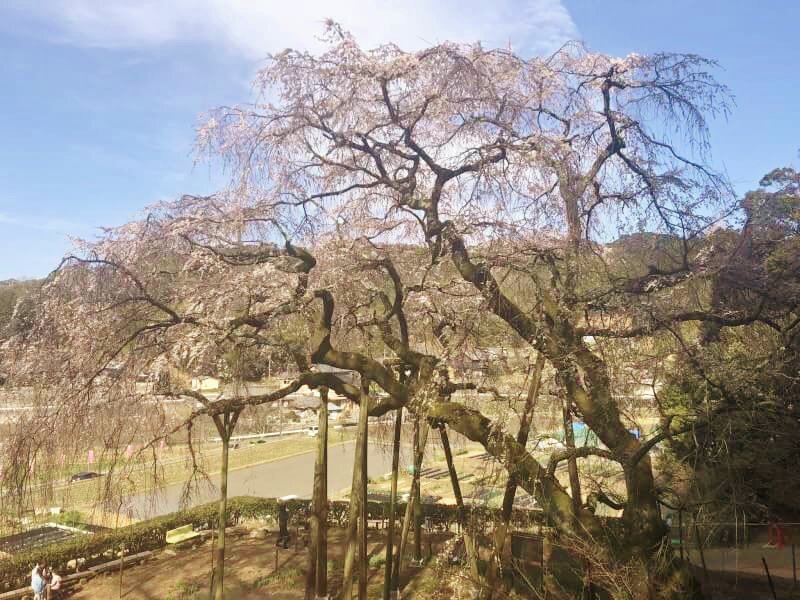 岡崎市観光協会 公式 奥山田しだれ桜の開花状況 綺麗に咲いてきました 本日５分咲きです 明日3 24 土 からはライトアップもはじまりますよ T Co Fm6q4gffqw 岡崎市 桜 しだれ桜 奥山田しだれ桜 T Co Dyd5yemnmu