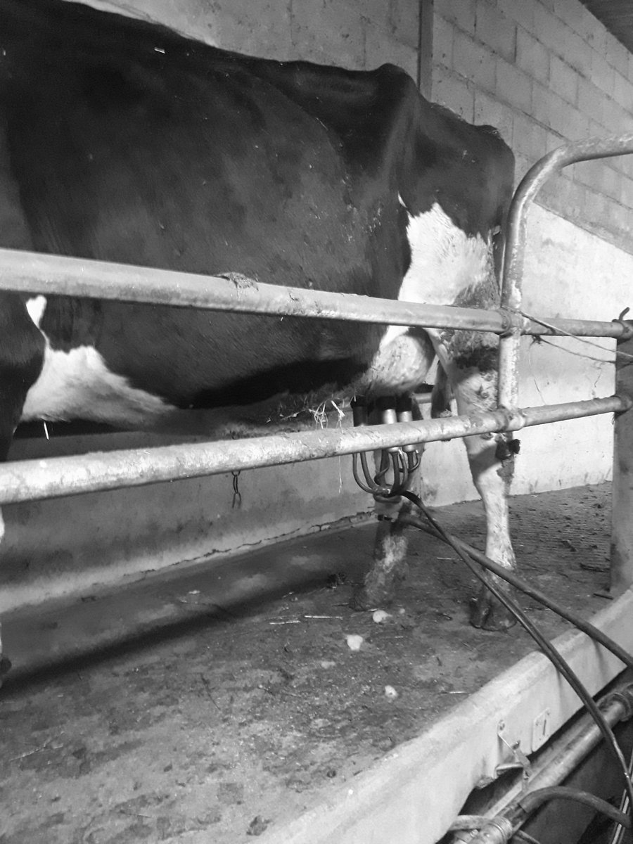 Défié par <a href="/MenardMatthias/">Matthias MENARD 🐄☘️🌿🌱🌾🥛🚜</a> Une photo N&amp;B de mon quotidien par jour pendant 7 jours  #7jours7PhotosNBduQuotidien jour 2/7 je nomine <a href="/theoj79/">Théo, Futur Éleveur 🐄☘️🐮</a> #CeuxQuiFontLeLait