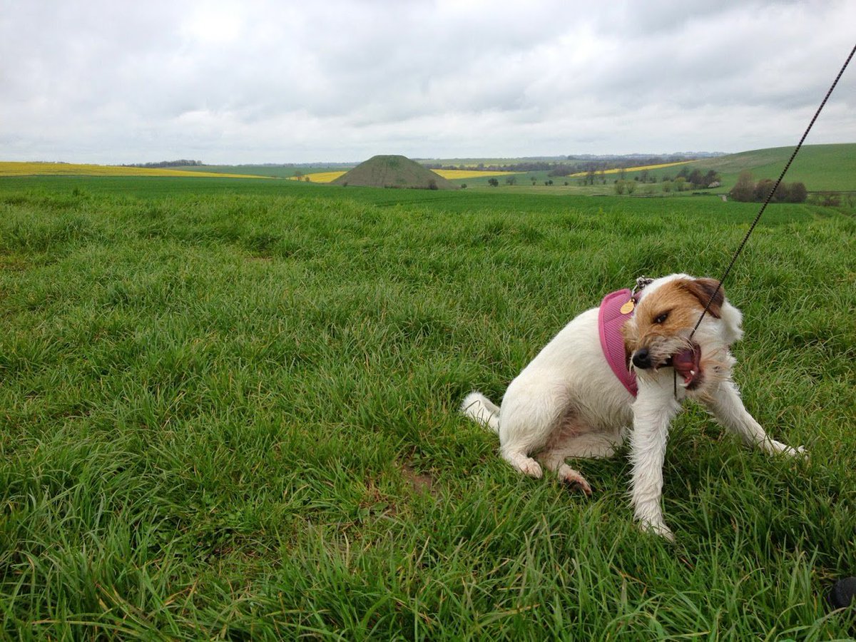 Happy #NationalPuppyDay from Silbury!

bit.ly/2IHFJuR