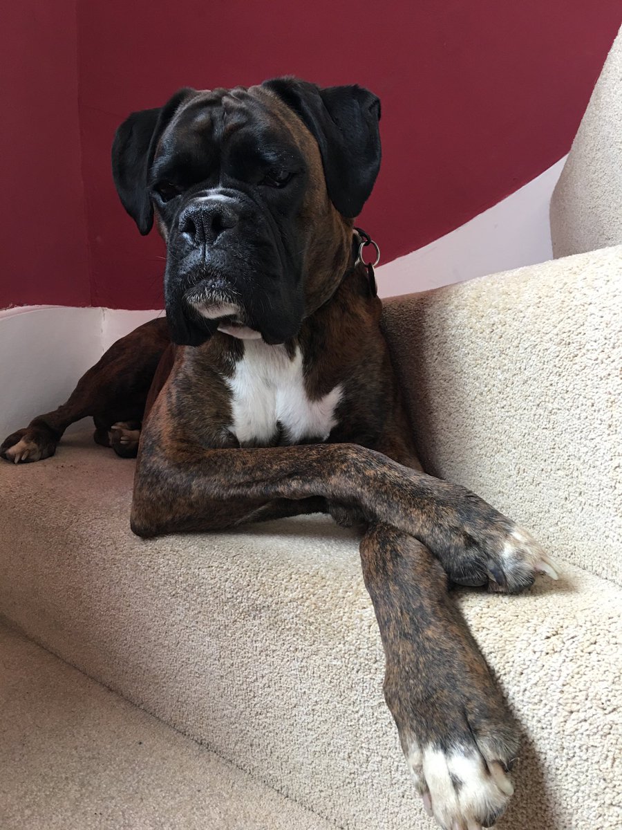 BoxerVinnie's tweet photo. Just keeping an eye out........ #guarddog #onthecase @BoxerFanClub @BoxerBond @PetsNCritters #boxerdog #BoxerVinnie https://t.co/lTJaRoEP7y