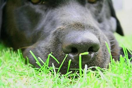 Action4Meg's tweet photo. #IsleofWight #open #show #dogsoftwitter #gundog #scent #nose 🐕 Dog show this weekend!🐕
  ➡️https://t.co/sMYx98GKcb https://t.co/MBHfcMV6iV