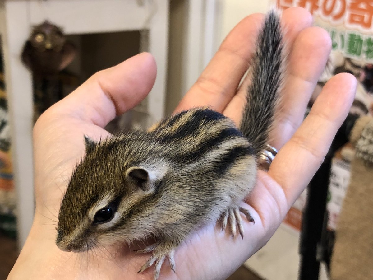 ペット シマリス おすすめペット特集！フェレット、デグー、シマリス、熱帯魚