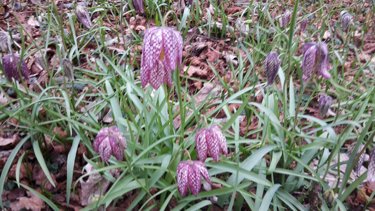 My first Fritillarys nodding in the wind on campus yesterday! @UniofReading #MScPlDiv