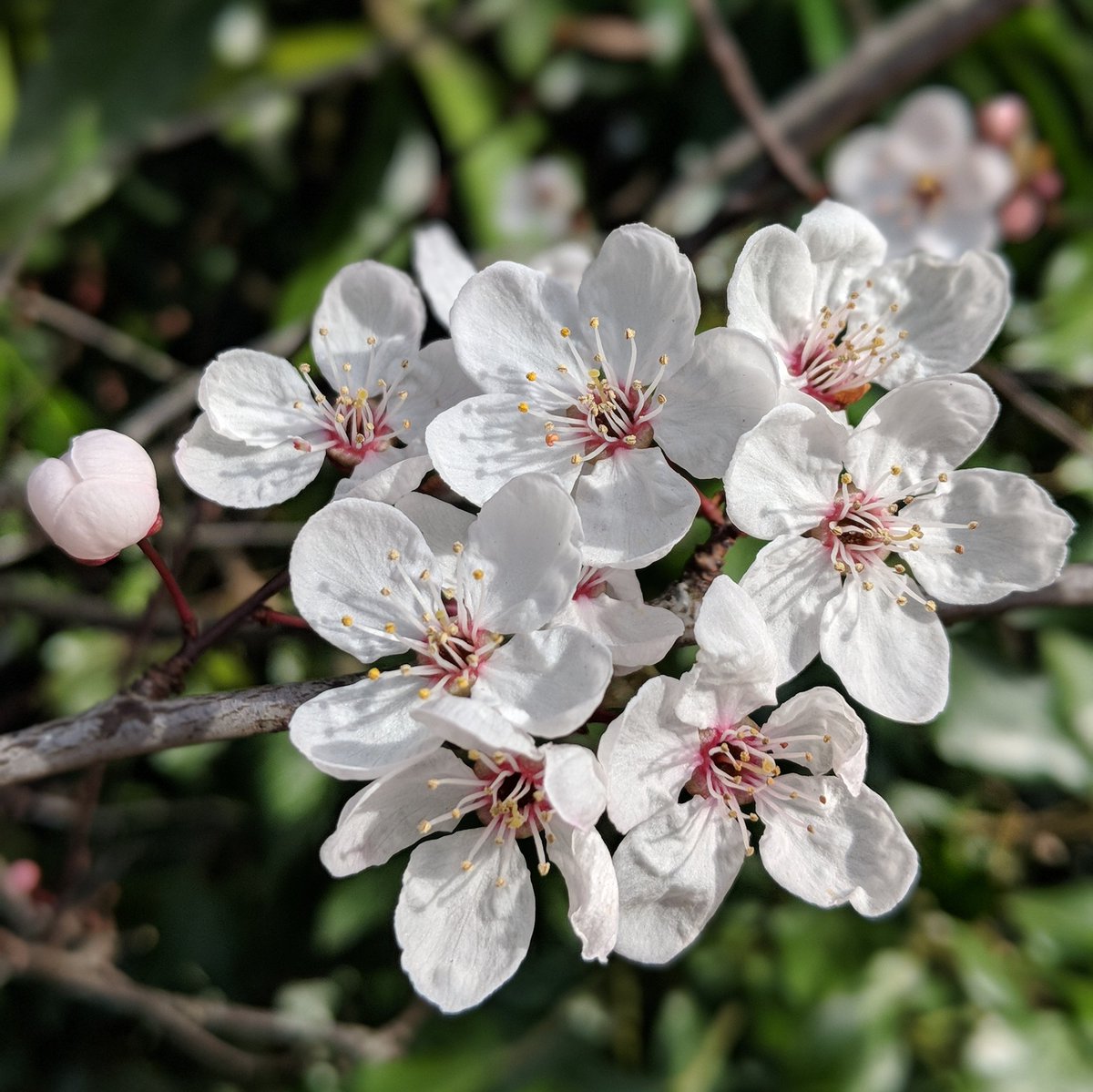 ReikiTim's tweet image. Spring is arriving in Stanmore. I love seeing the blossom appearing on the trees... #springisintheair #stanmore