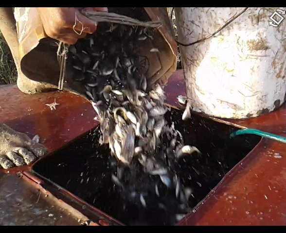 اثناء نقل زريعة سمك البلطى وحيد الجنس بالصهاريج لتوزيعها على احواض التربيه 
مع تحياتى /اشرف نورالدين