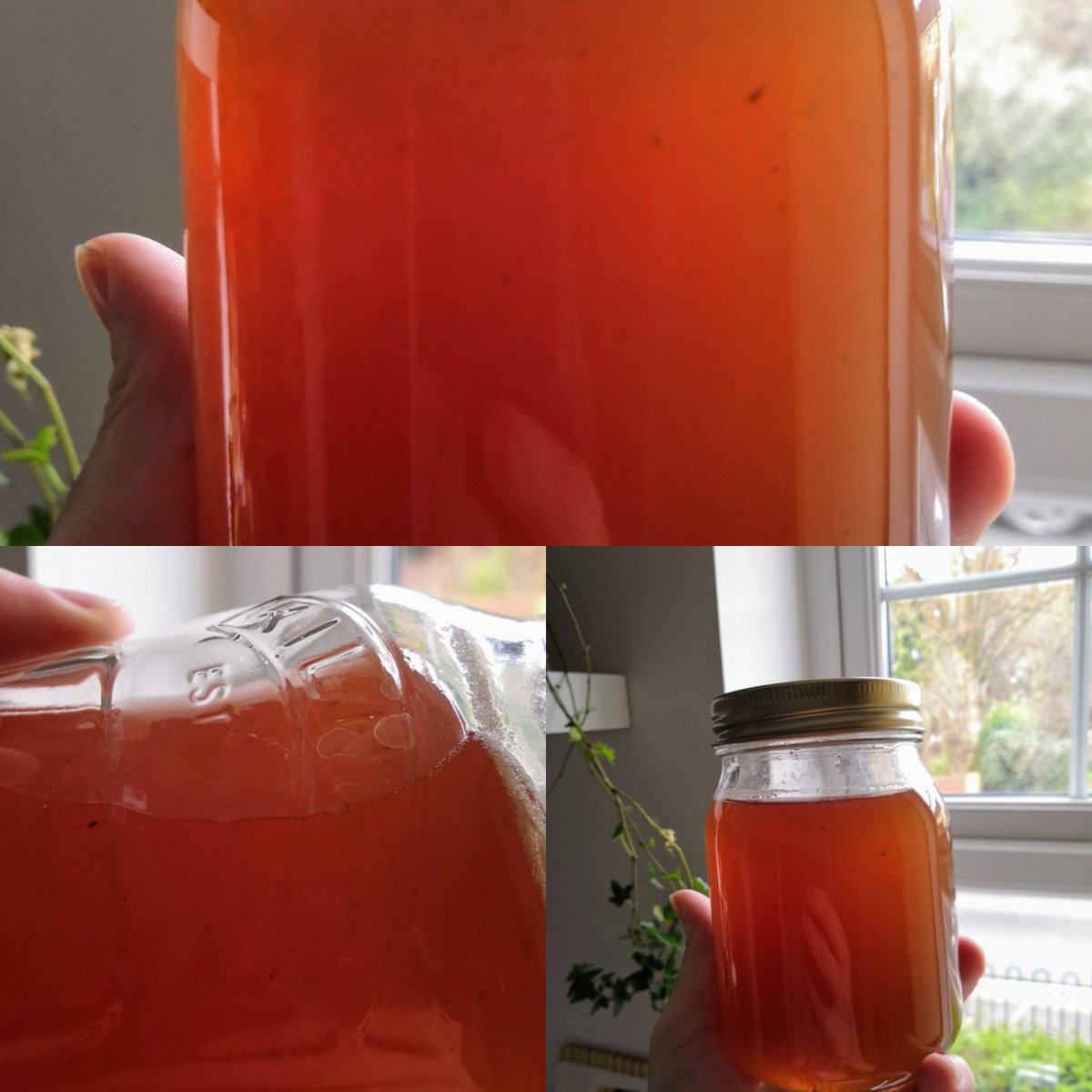 producer_zombie's tweet photo. Mint jelly turned out quite well. Consistency is on point, flavor is about mild to medium on the mint (I'm pretty happy w/ it). #cooking #kitchenNerd https://t.co/XdRRp0EfF5