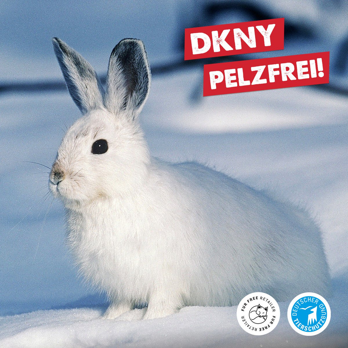 tierschutz_bund's tweet photo. Großartig - weitere #Modelabels werden #pelzfrei! #DonnaKaran und #DKNY verzichten ab Herbst 2019 komplett auf #Pelz. Weitere pelzfreie Marken haben wir unter https://t.co/wi9qYsE88i gelistet. #FurFree https://t.co/R5HjixBGrZ