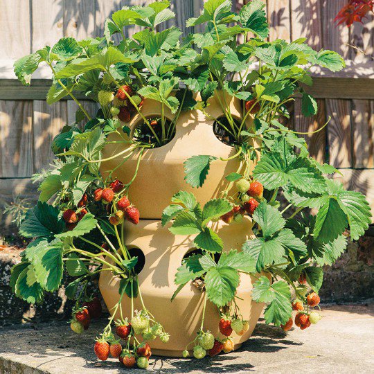 StewartGarden's tweet photo. Grow your own strawberries this year with our versatile strawberry planter. #Welovegardens https://t.co/cuuIXCj0SK https://t.co/GUG3gfSV2B