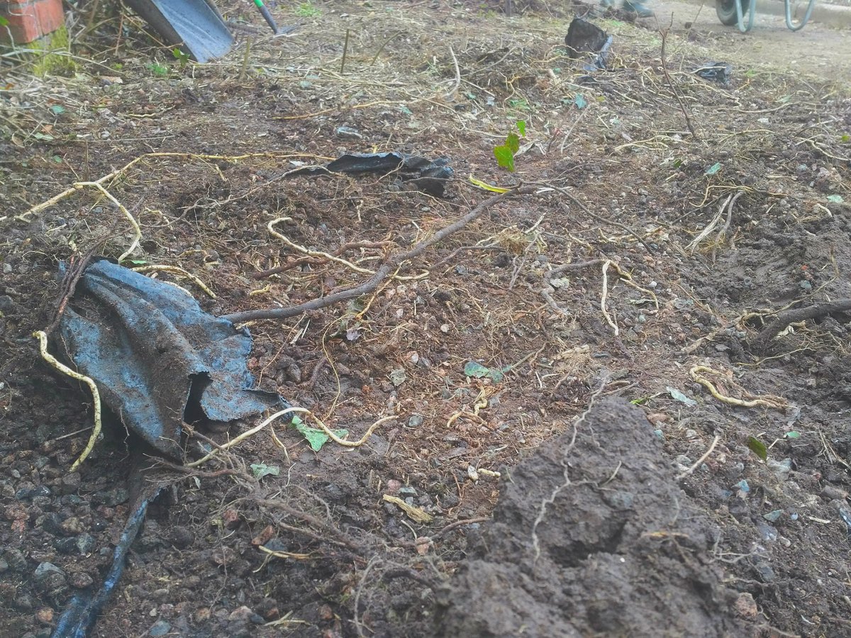 Plastic ground cover under planted borders can appear attractive initially but never a good idea in the long term #plasticfree #PlasticBan #plasticfreefriday